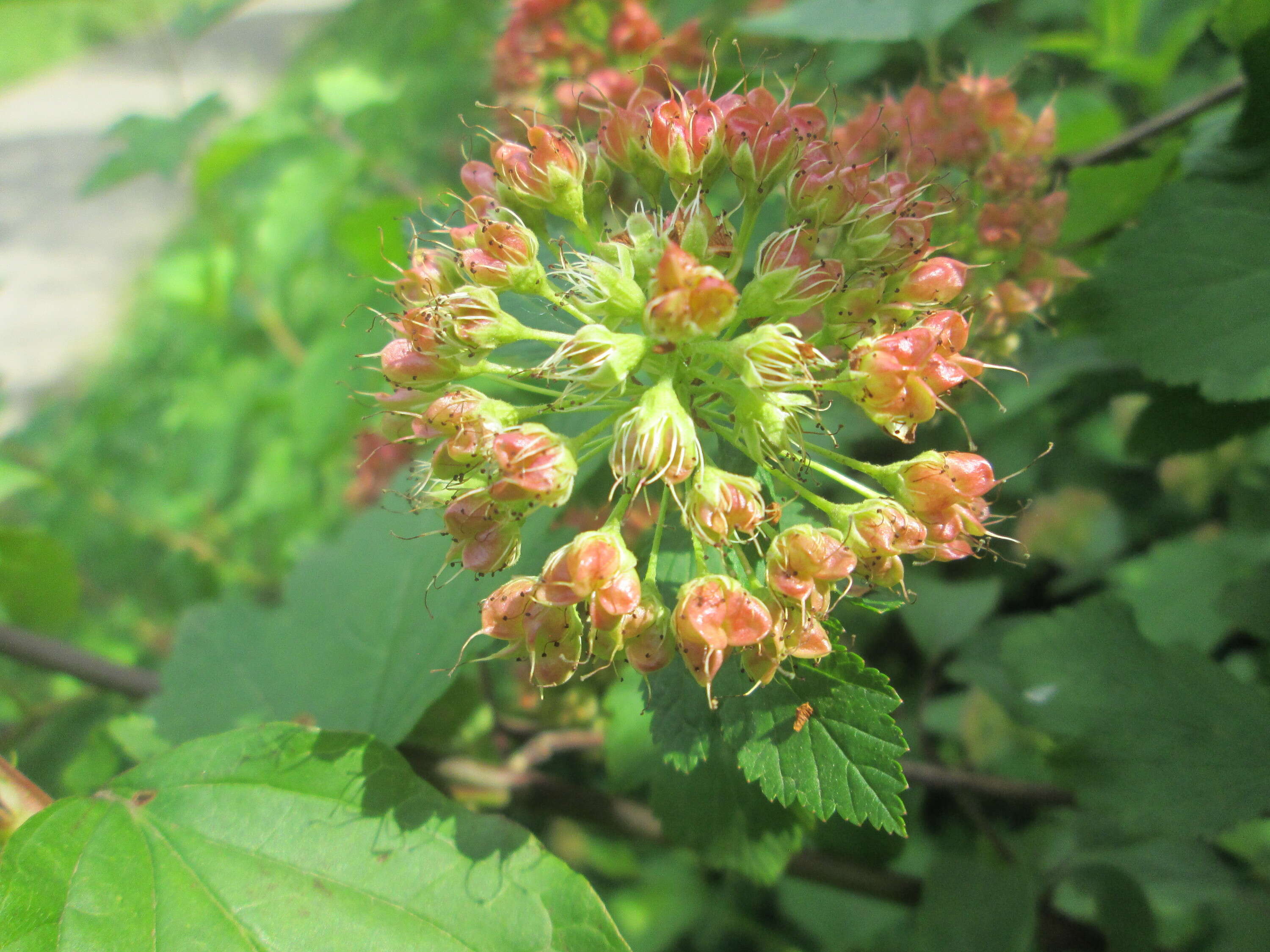 Physocarpus opulifolius (L.) Maxim. resmi