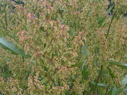 Imagem de Rumex obtusifolius L.