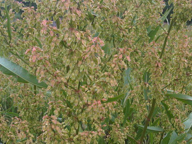 Imagem de Rumex obtusifolius L.