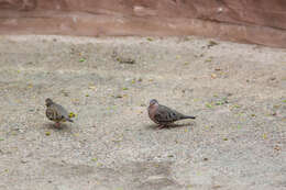 Image of Common Ground Dove