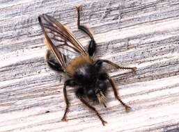 صورة Laphria flava (Linnaeus 1761)