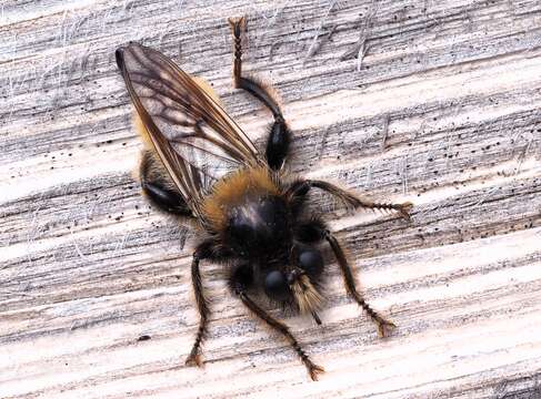 Image of Laphria flava (Linnaeus 1761)