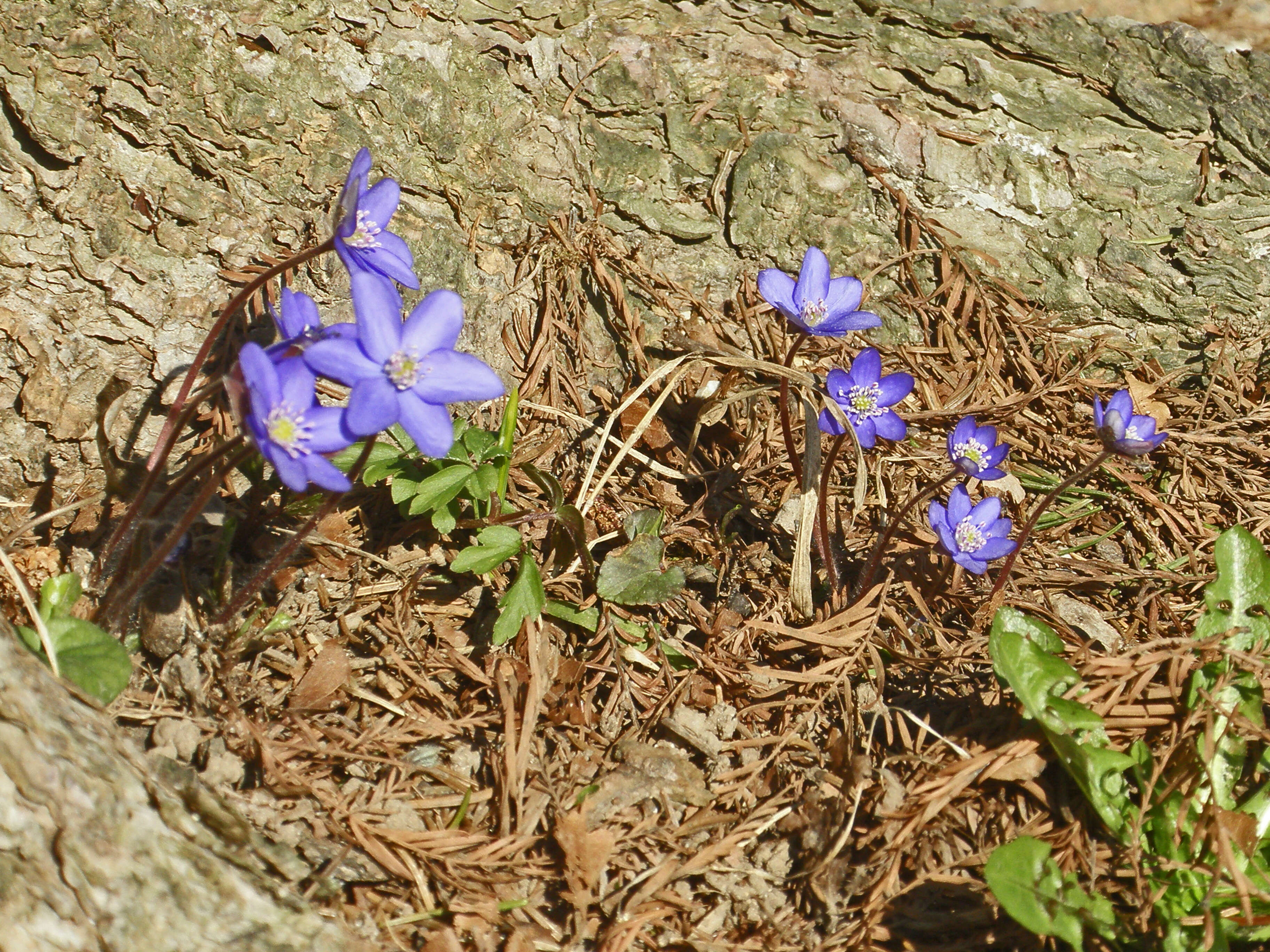 Plancia ëd Hepatica nobilis Schreb.