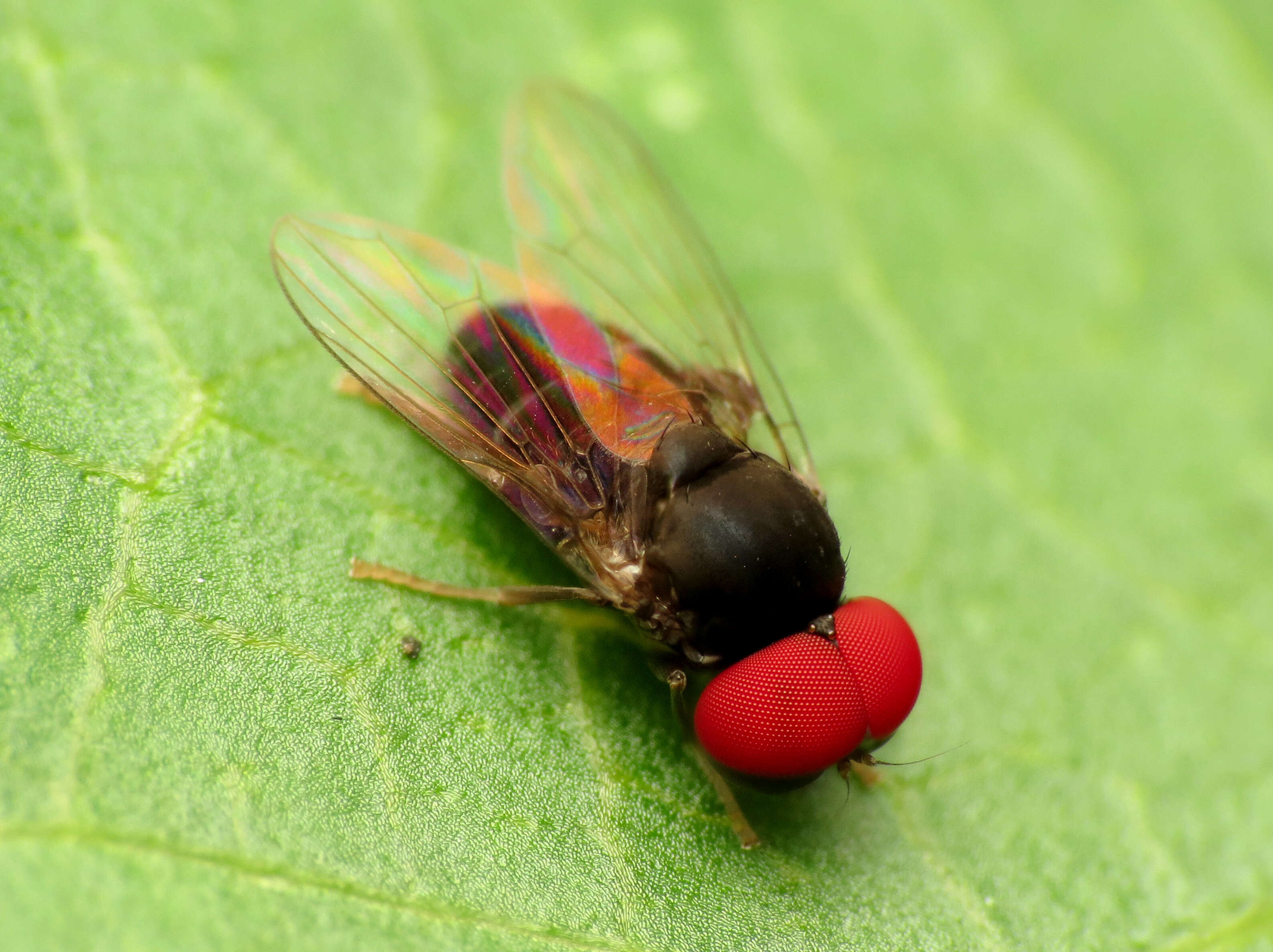 Image of Platypezoidea