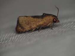 Image of Moth