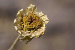 Image of desert marigold