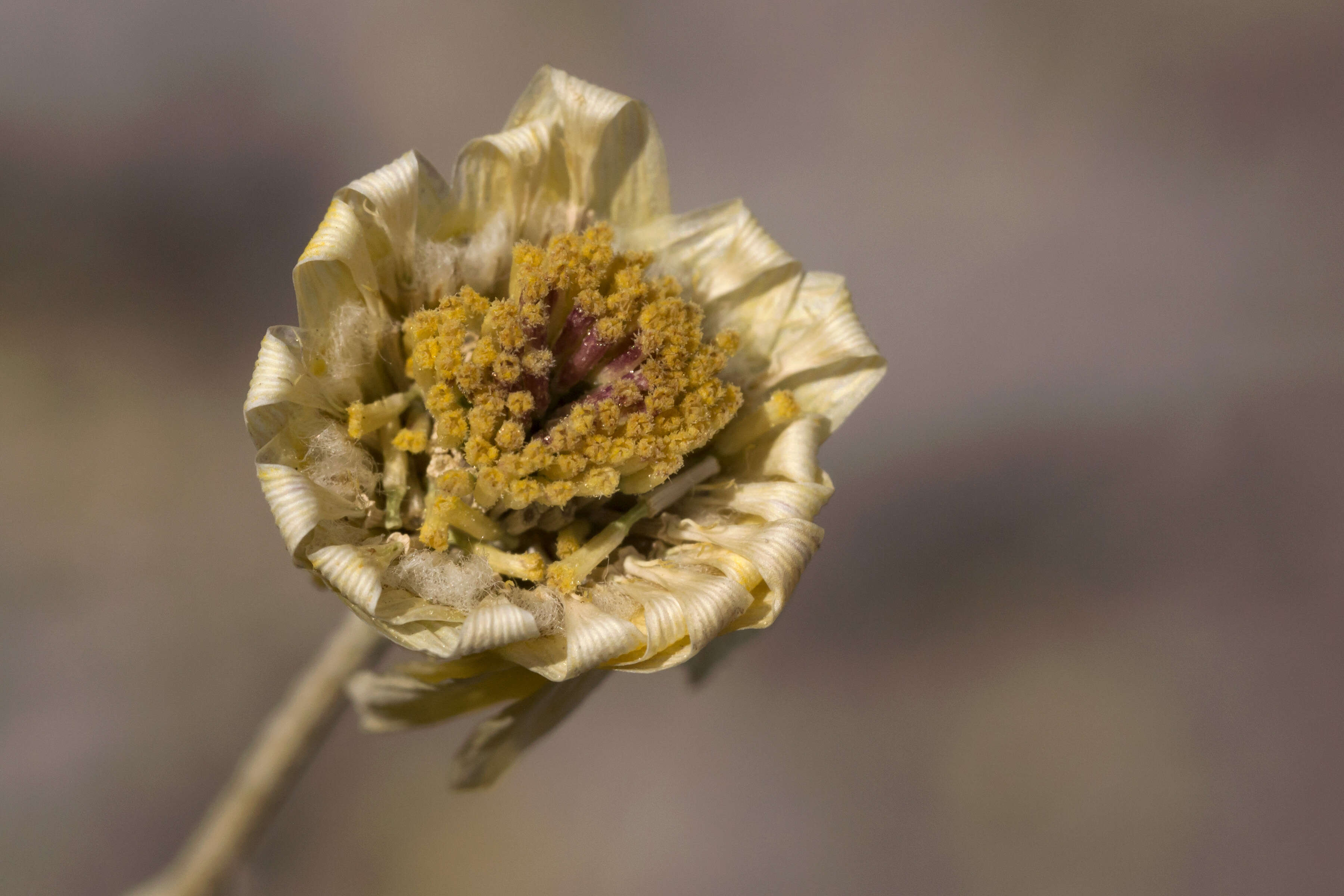 Image of desert marigold