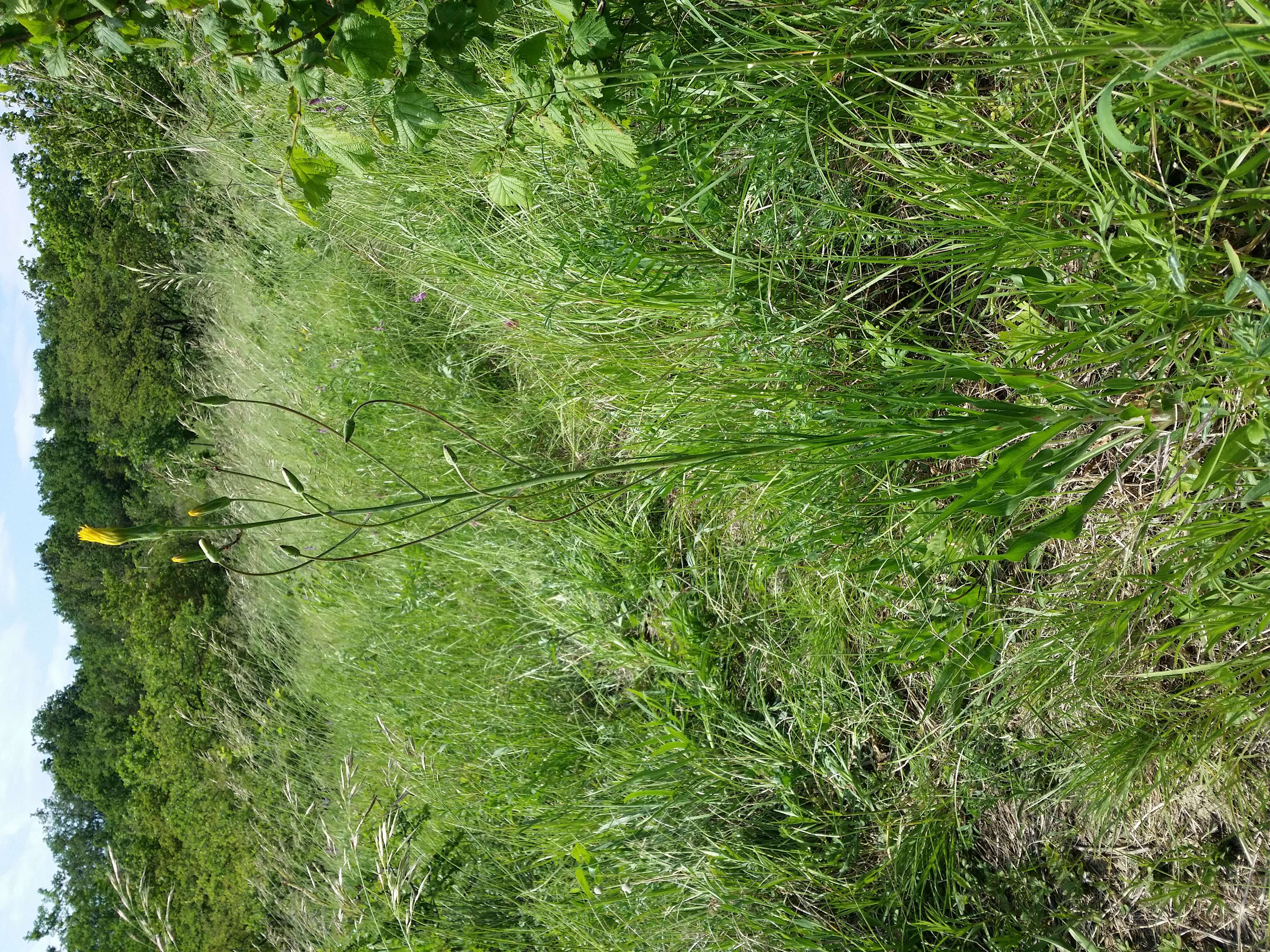 Image of black salsify