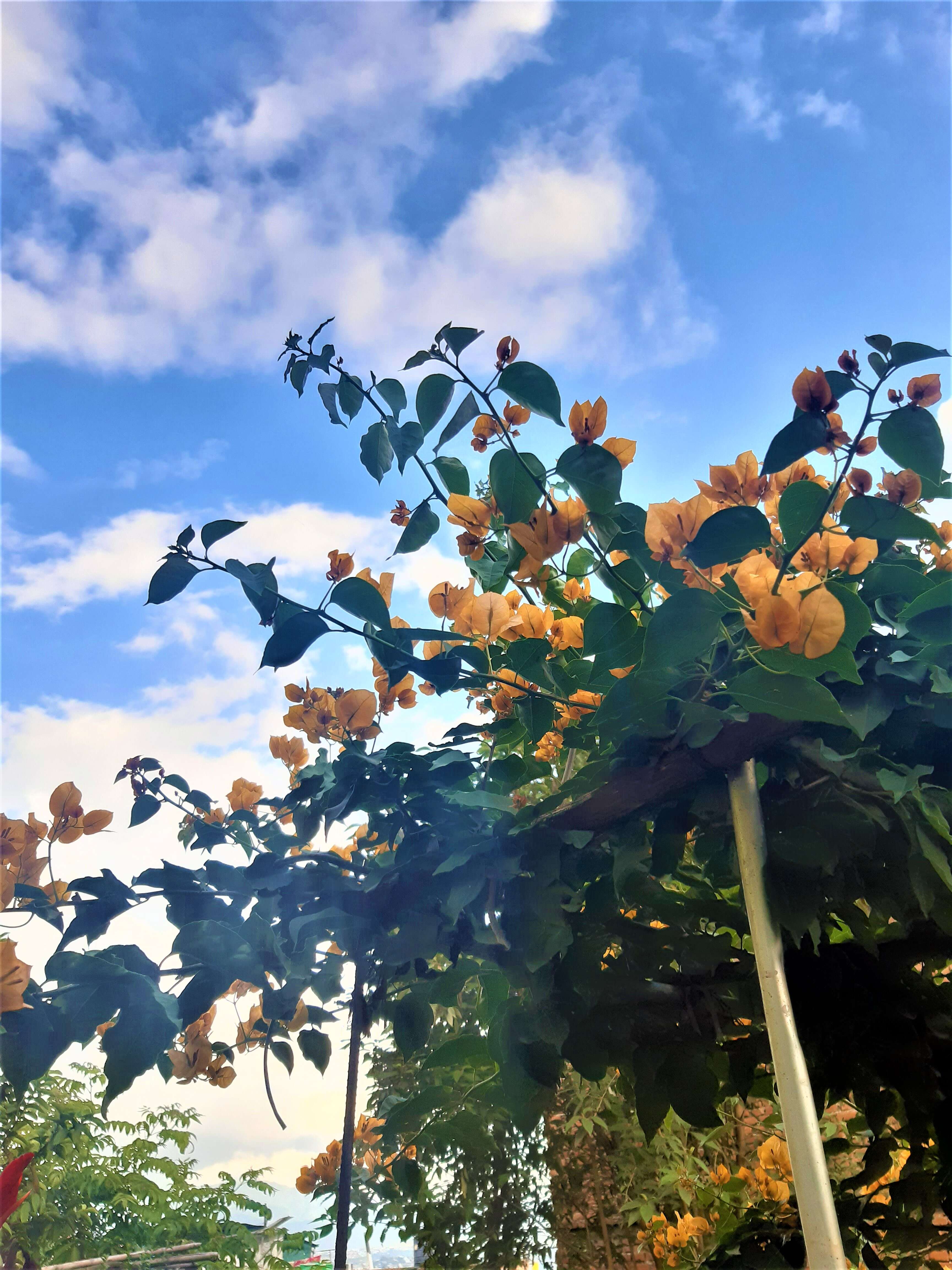 Слика од Bougainvillea