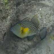 Image of Bluespotted Triggerfish