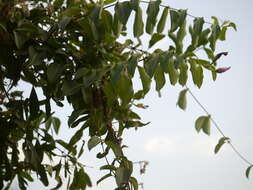 Image of Palay rubbervine