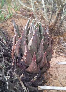 Image of Tulista pumila (L.) G. D. Rowley