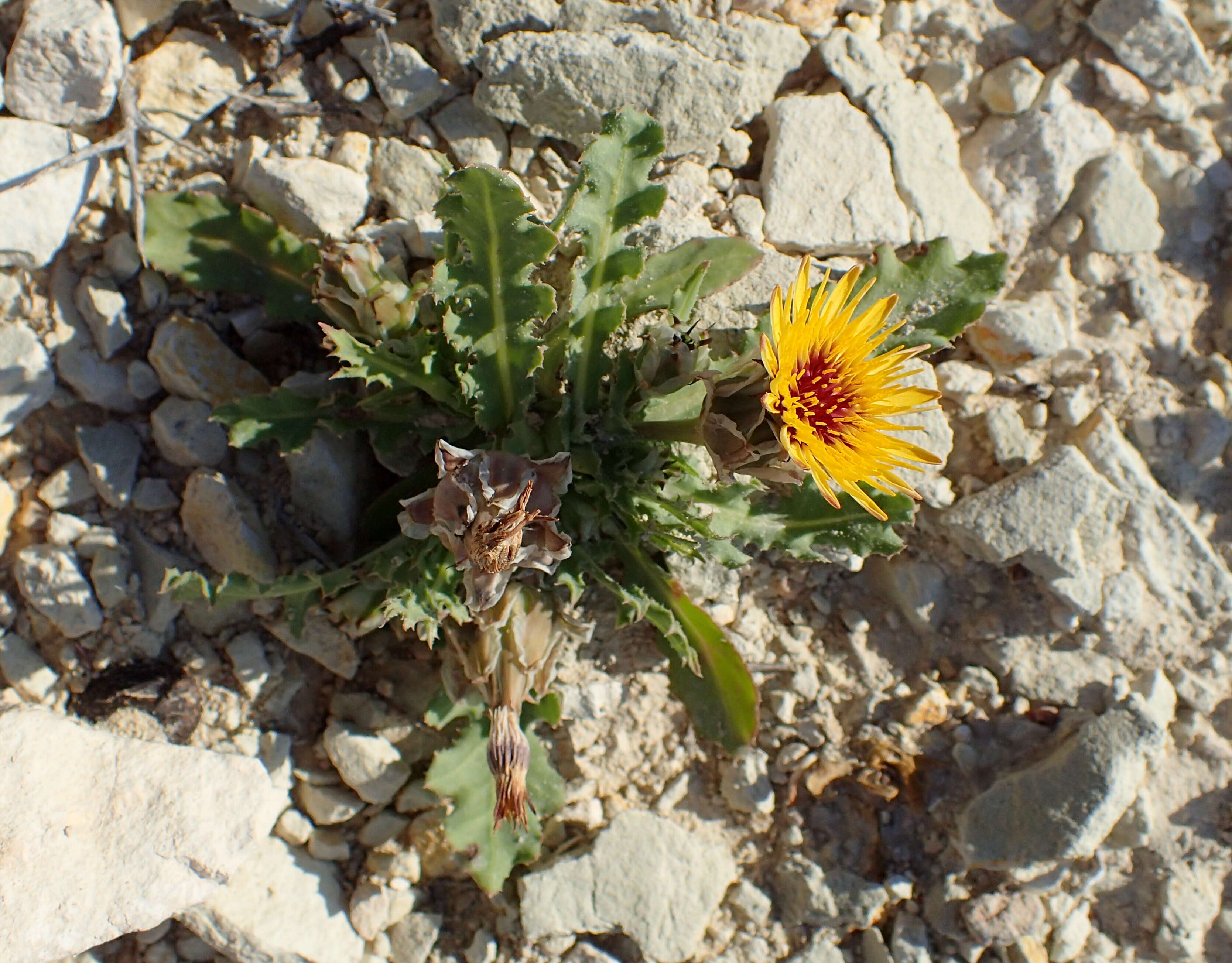 Image of False sowthistle