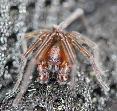 Image of Black lace-weaver