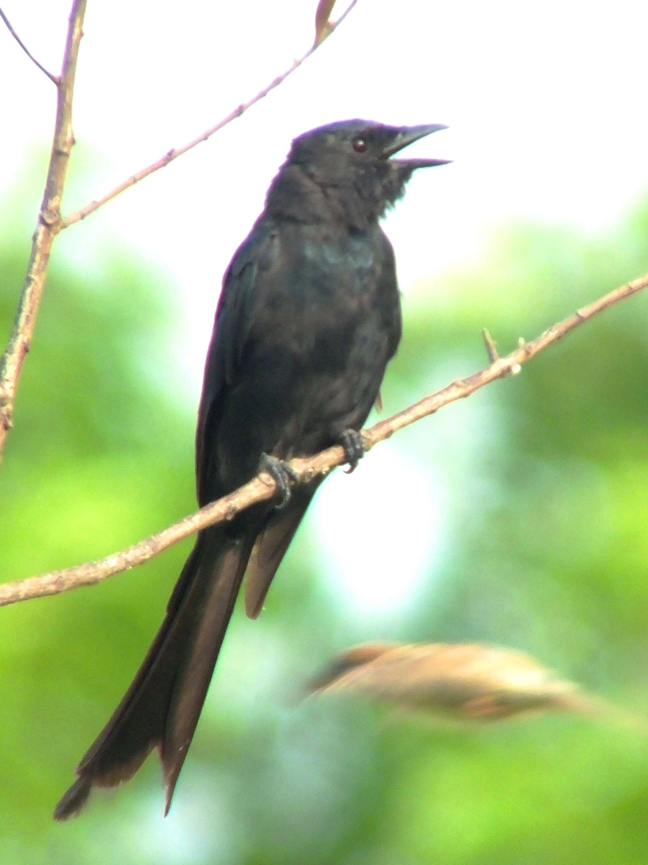 Image of Black Drongo