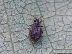 Image of Lace bug