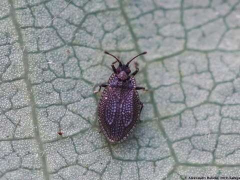 Image of Lace bug