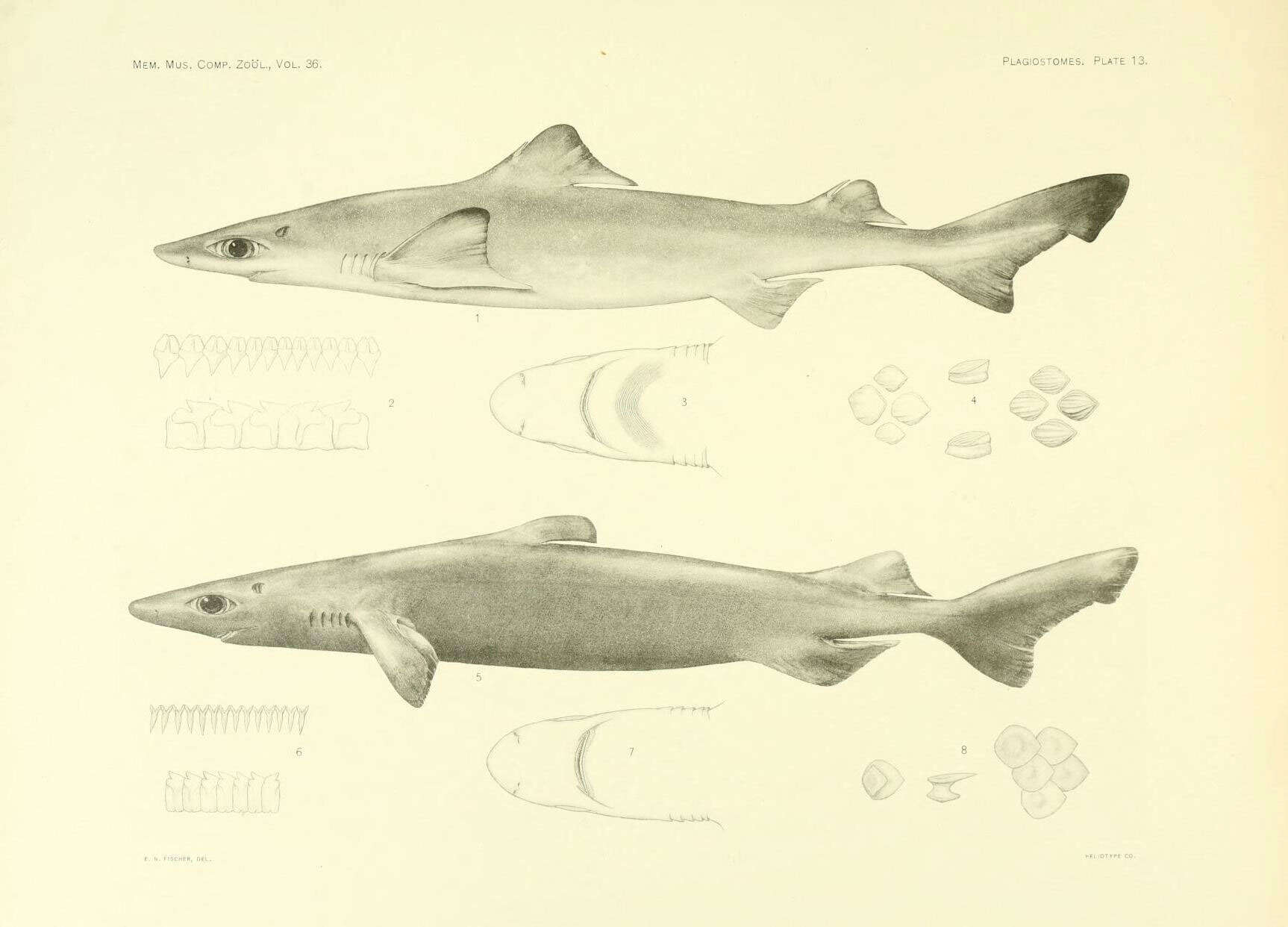 Image of Owston's Dogfish