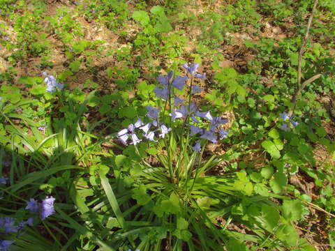 Image of hyacinthoides