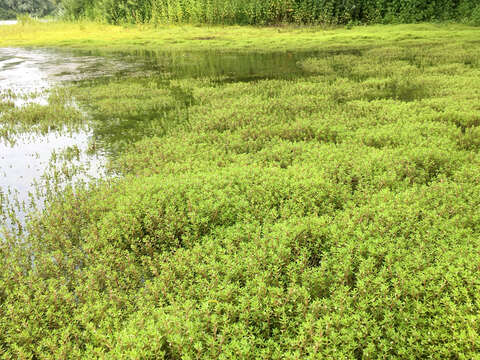 Image of new zealand pigmyweed