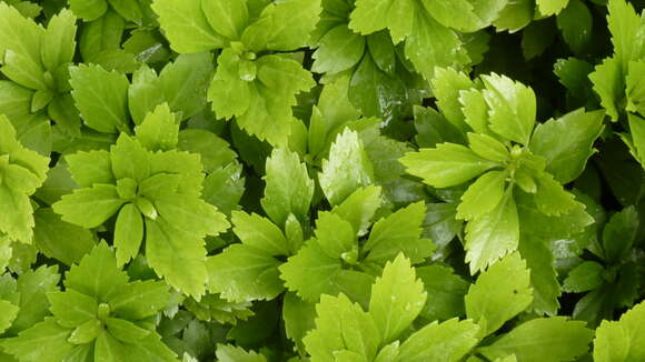 Image of Japanese pachysandra