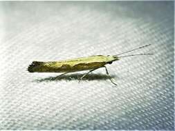 صورة Plutella xylostella Linnaeus 1767