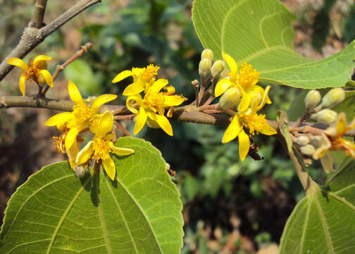 Image of Grewia tiliifolia Vahl