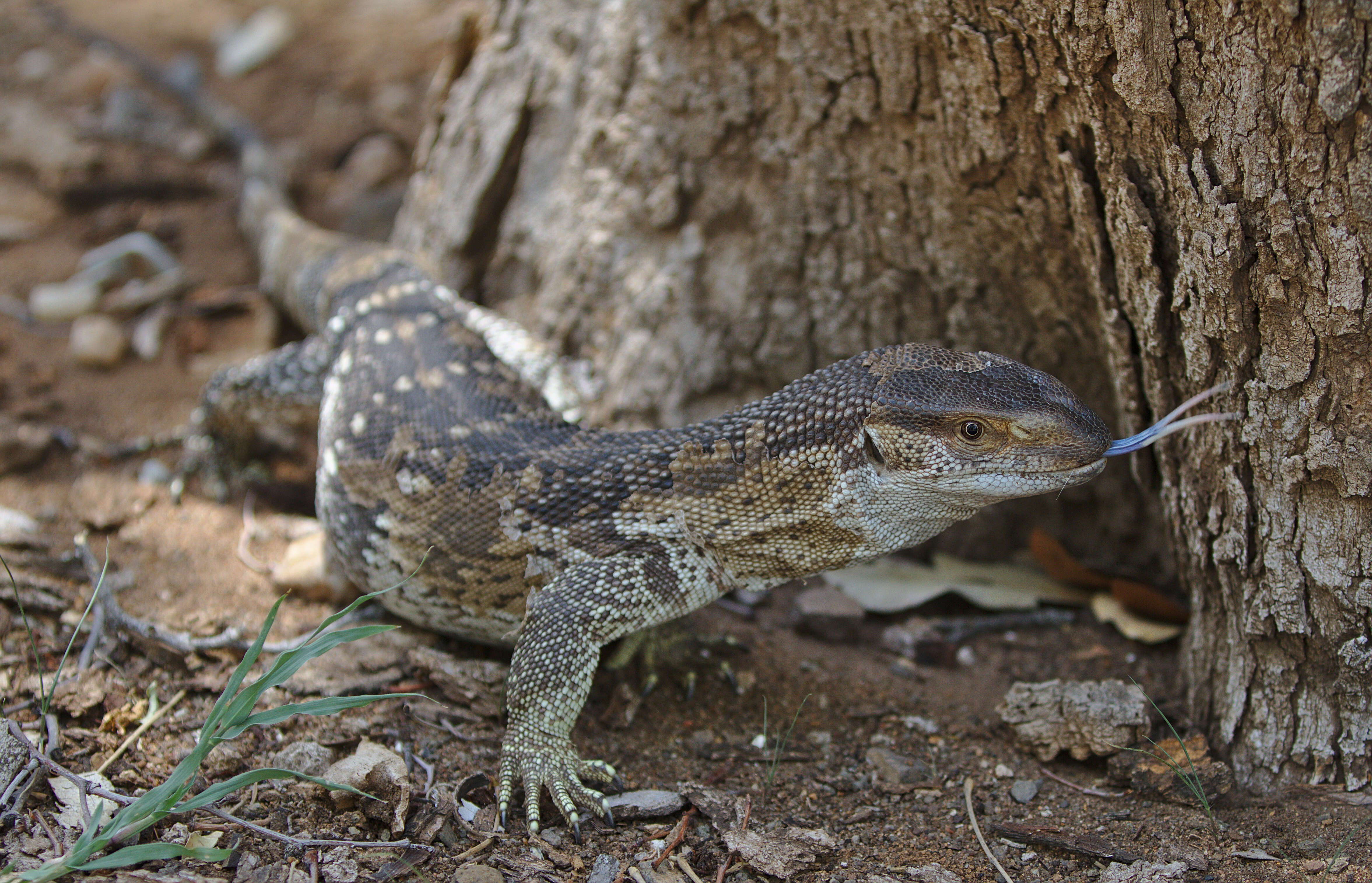 Image of White-throated monitor