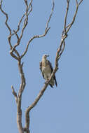 Image of White-bellied Sea Eagle