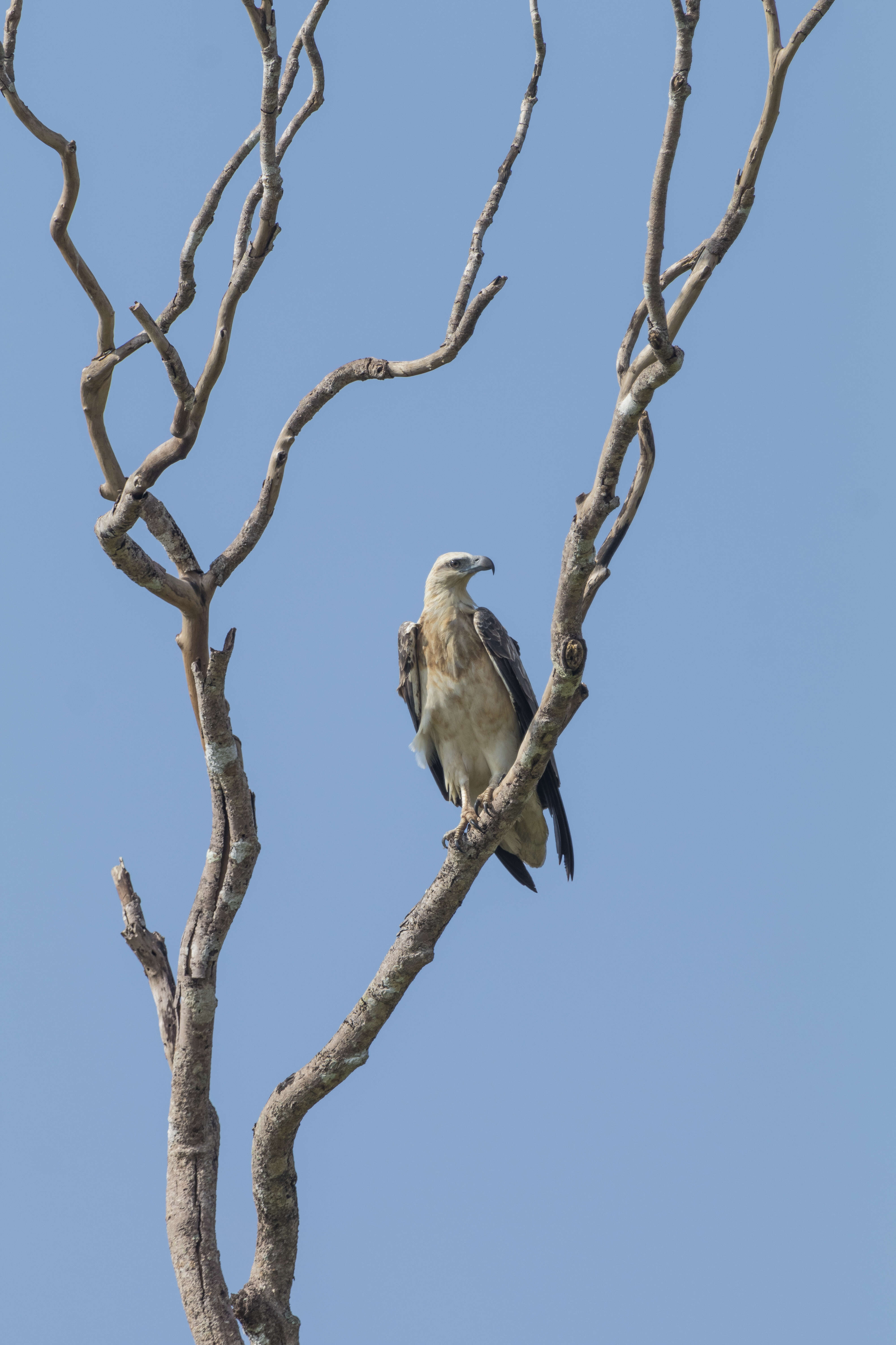 Image of White-bellied Sea Eagle