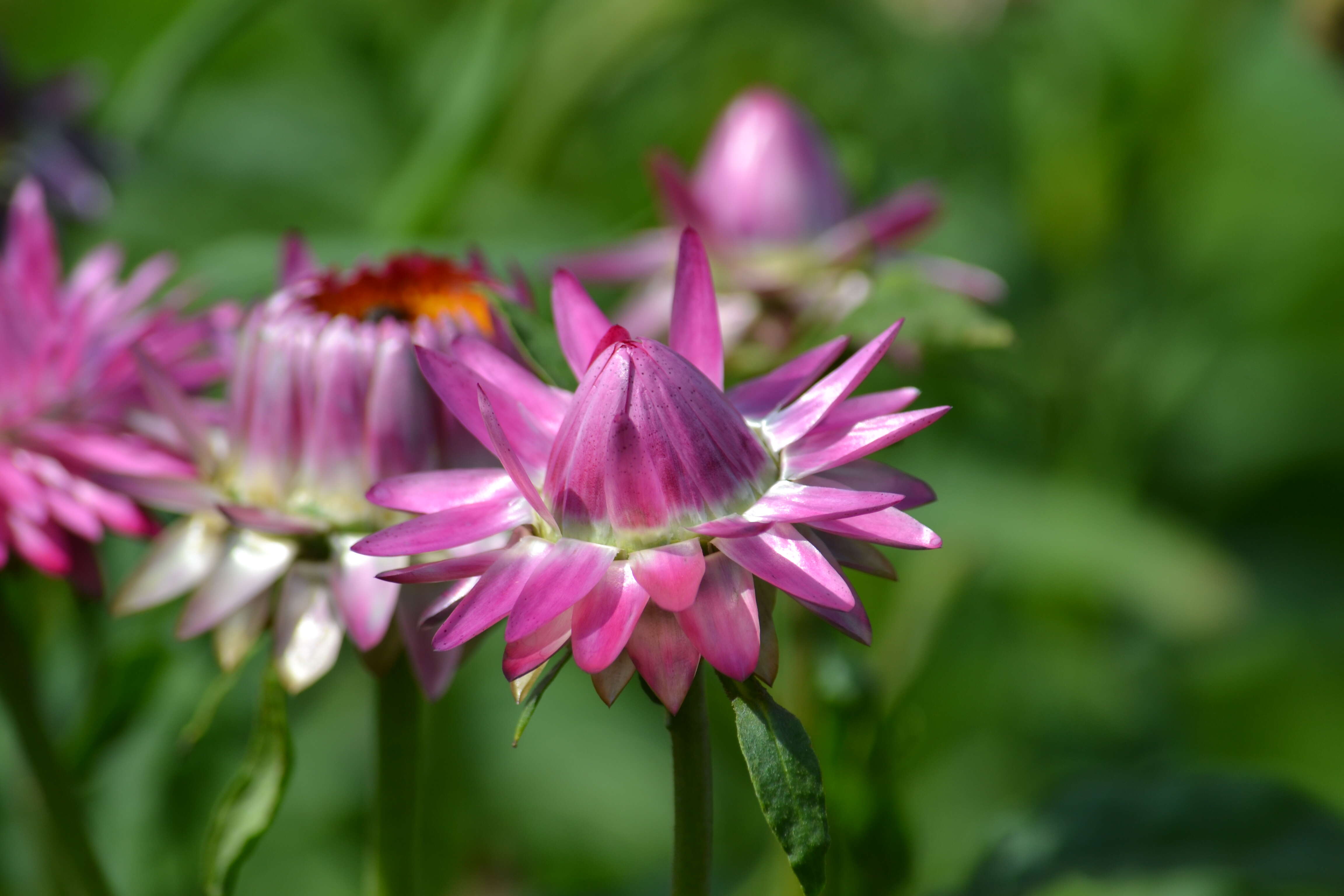 Image of bracted strawflower