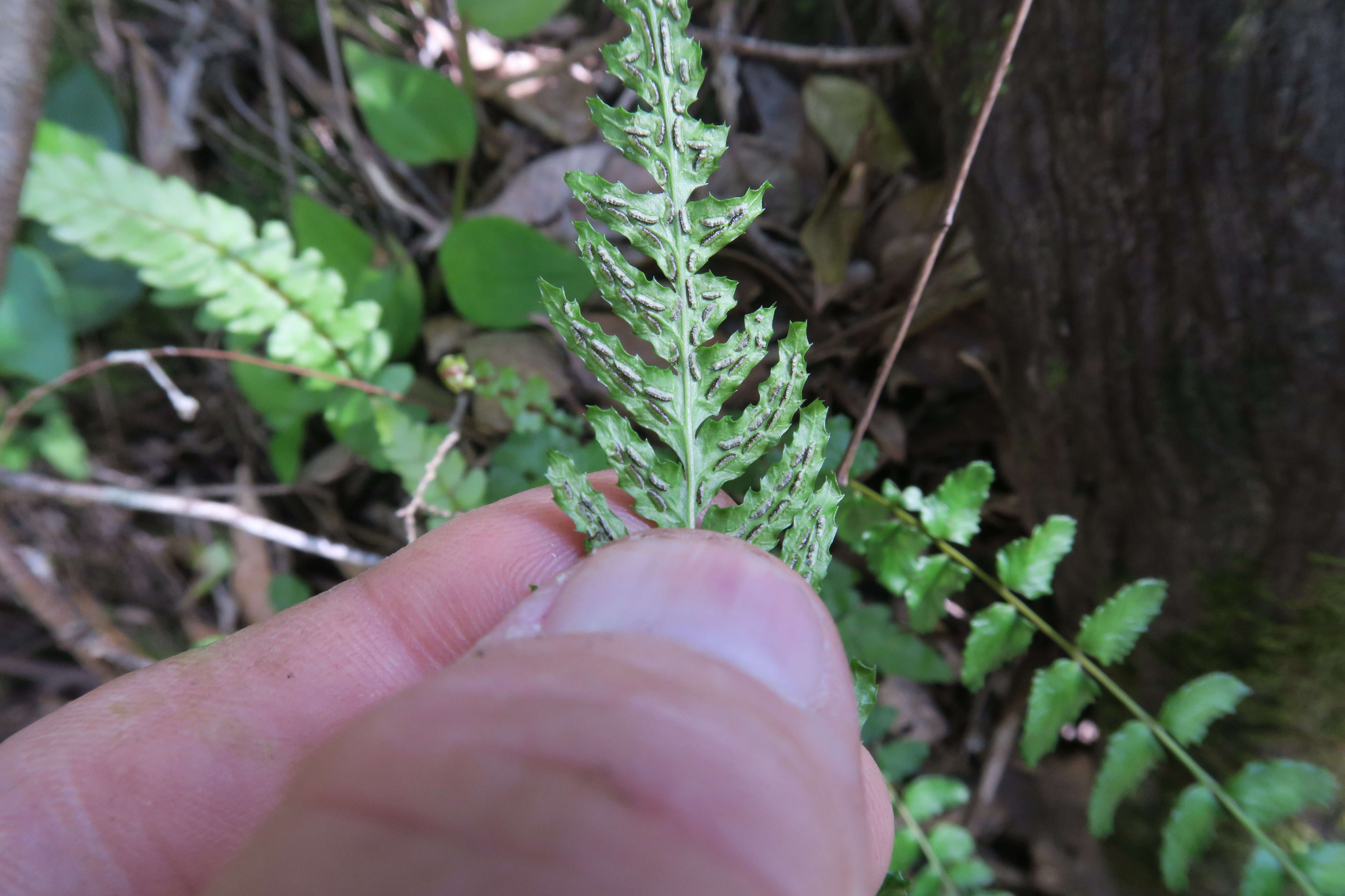 Image of Small Rasp Fern