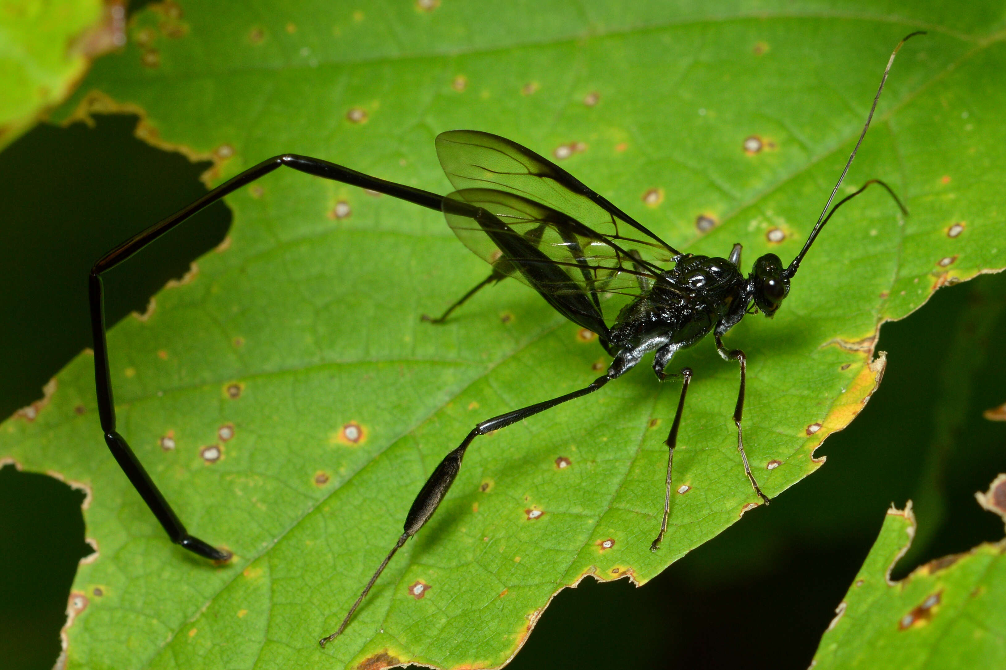 Imagem de Pelecinus polyturator (Drury)