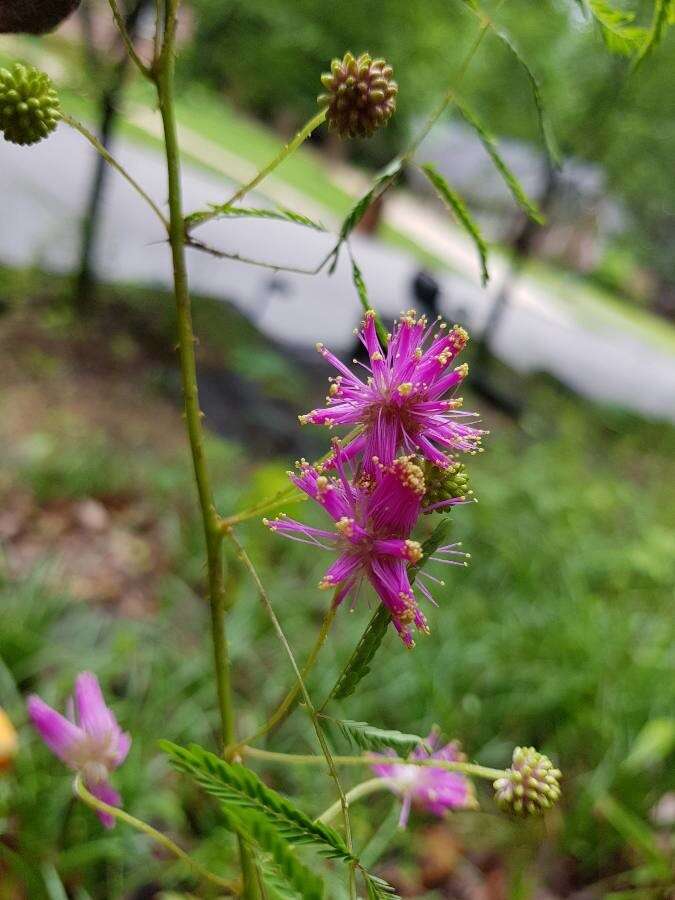 Mimosa quadrivalvis L.的圖片