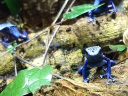 Image of Dendrobates azureus