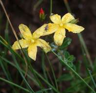 Imagem de Hypericum aethiopicum Thunb.