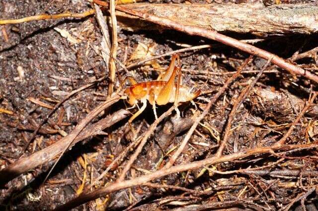 Image of Hemiandrus electra Taylor Smith, Morgan-Richards & Trewick 2013