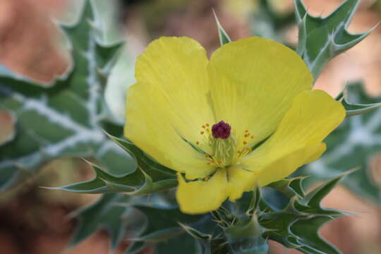 Image of Mexican pricklypoppy