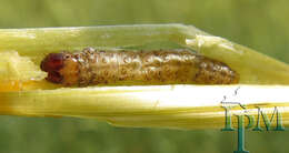 Image of European Corn Borer