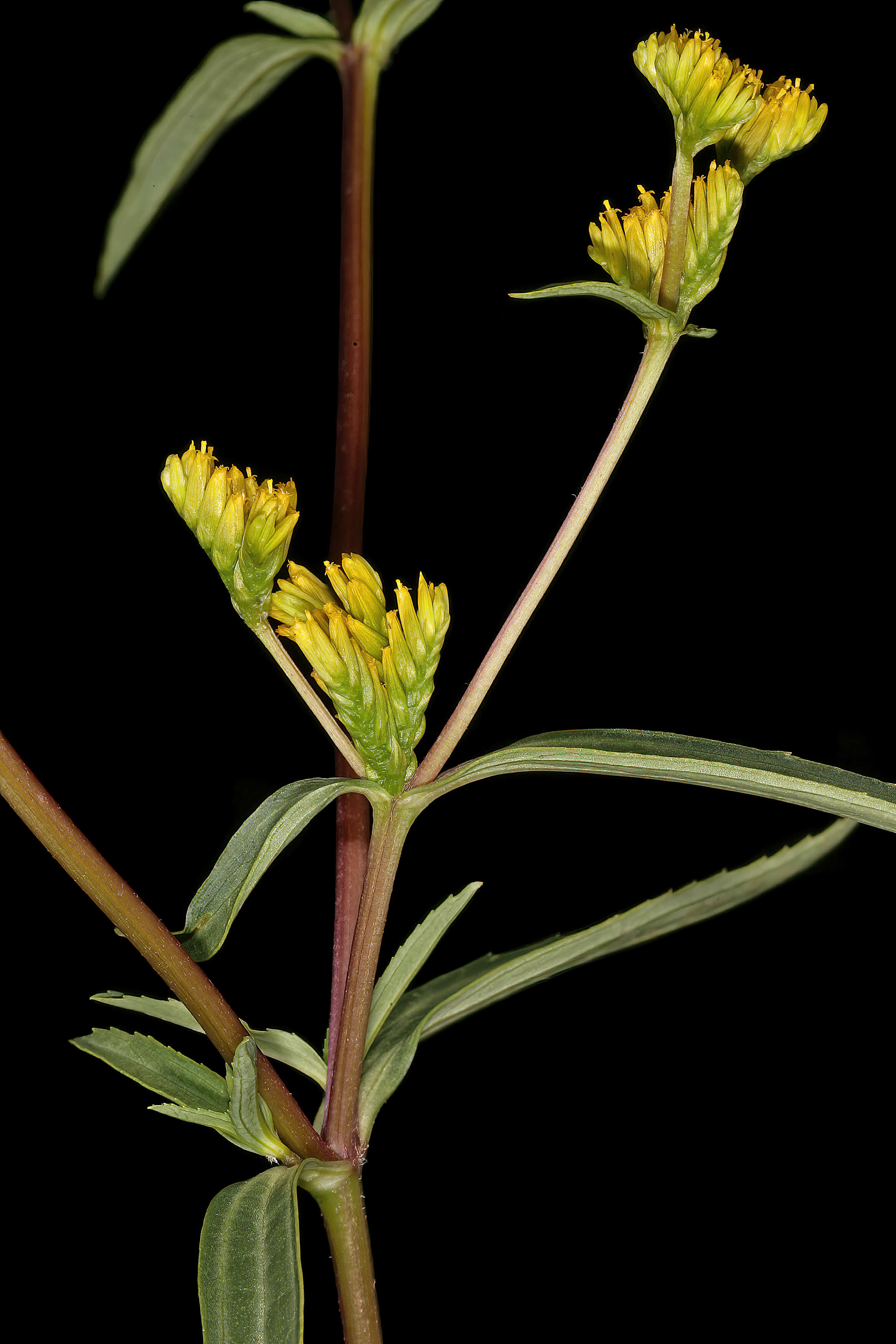 Image of coastal plain yellowtops