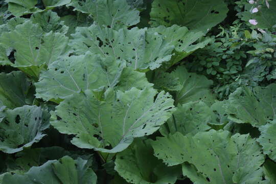 Image of butterbur