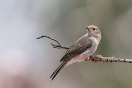 Image of Brown-headed Honeyeater