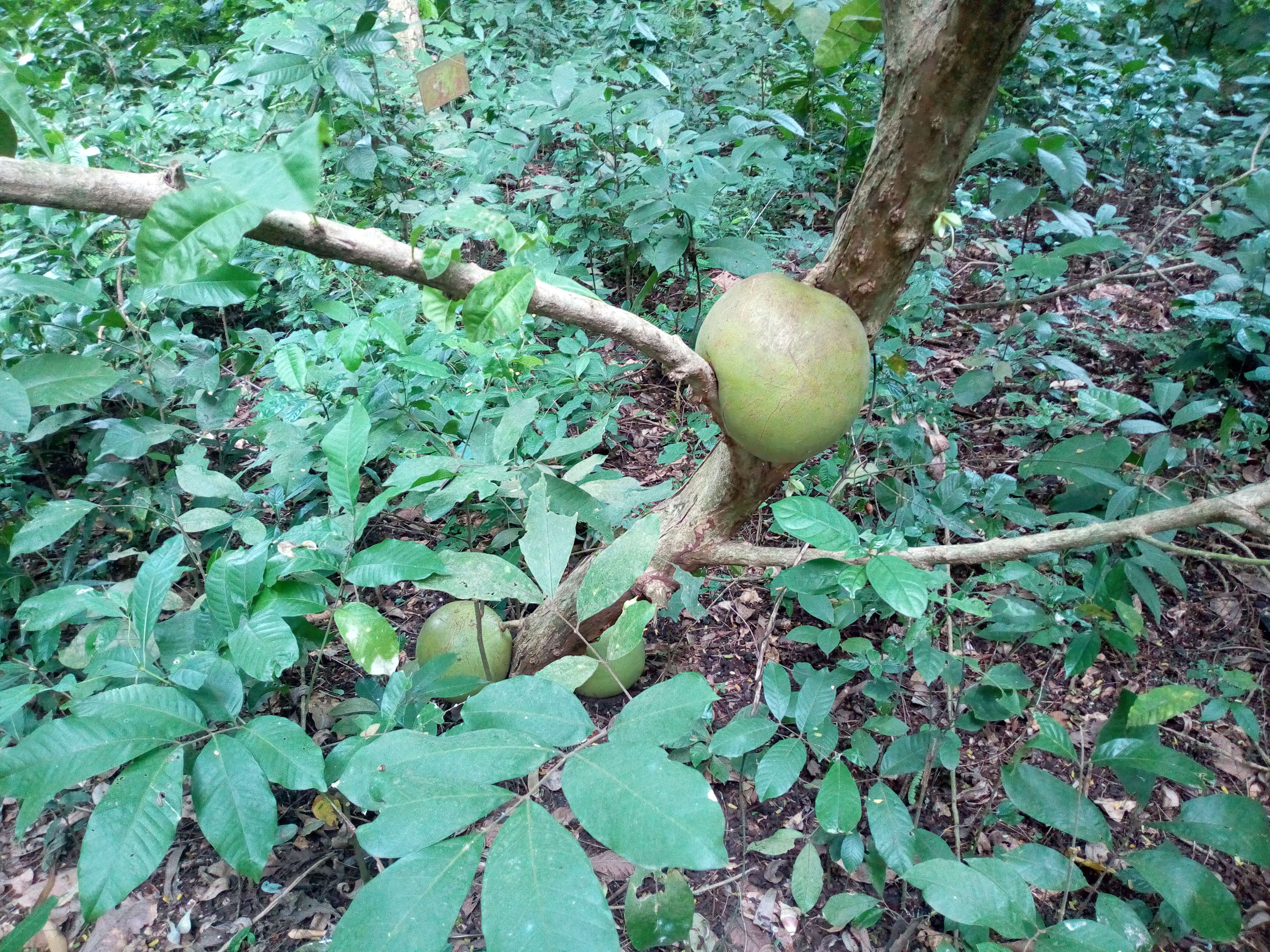 Image of common calabash tree