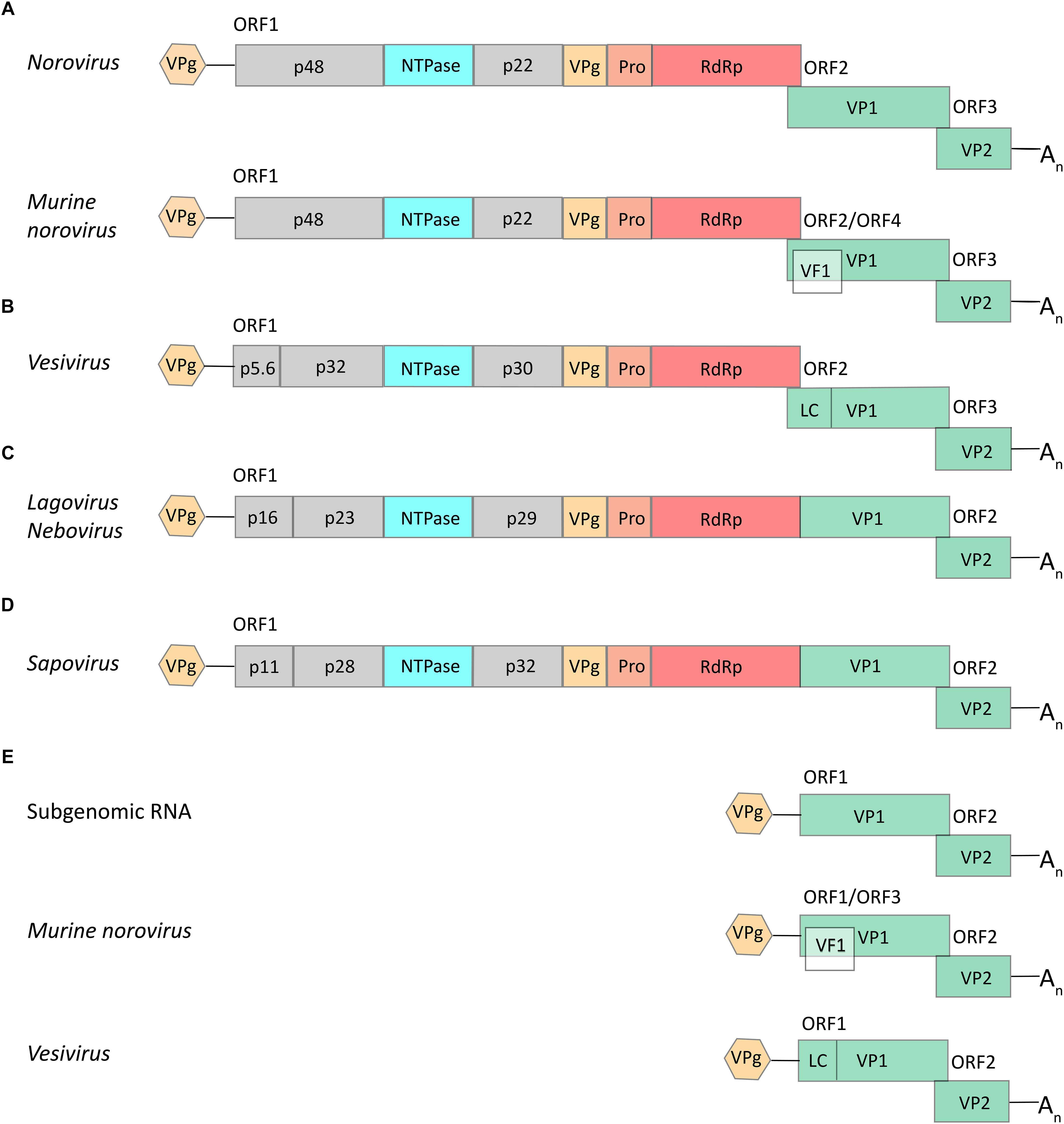 Image of swine vesicular exanthema virus and relatives