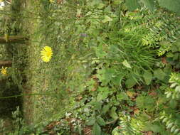 Doronicum plantagineum L. resmi