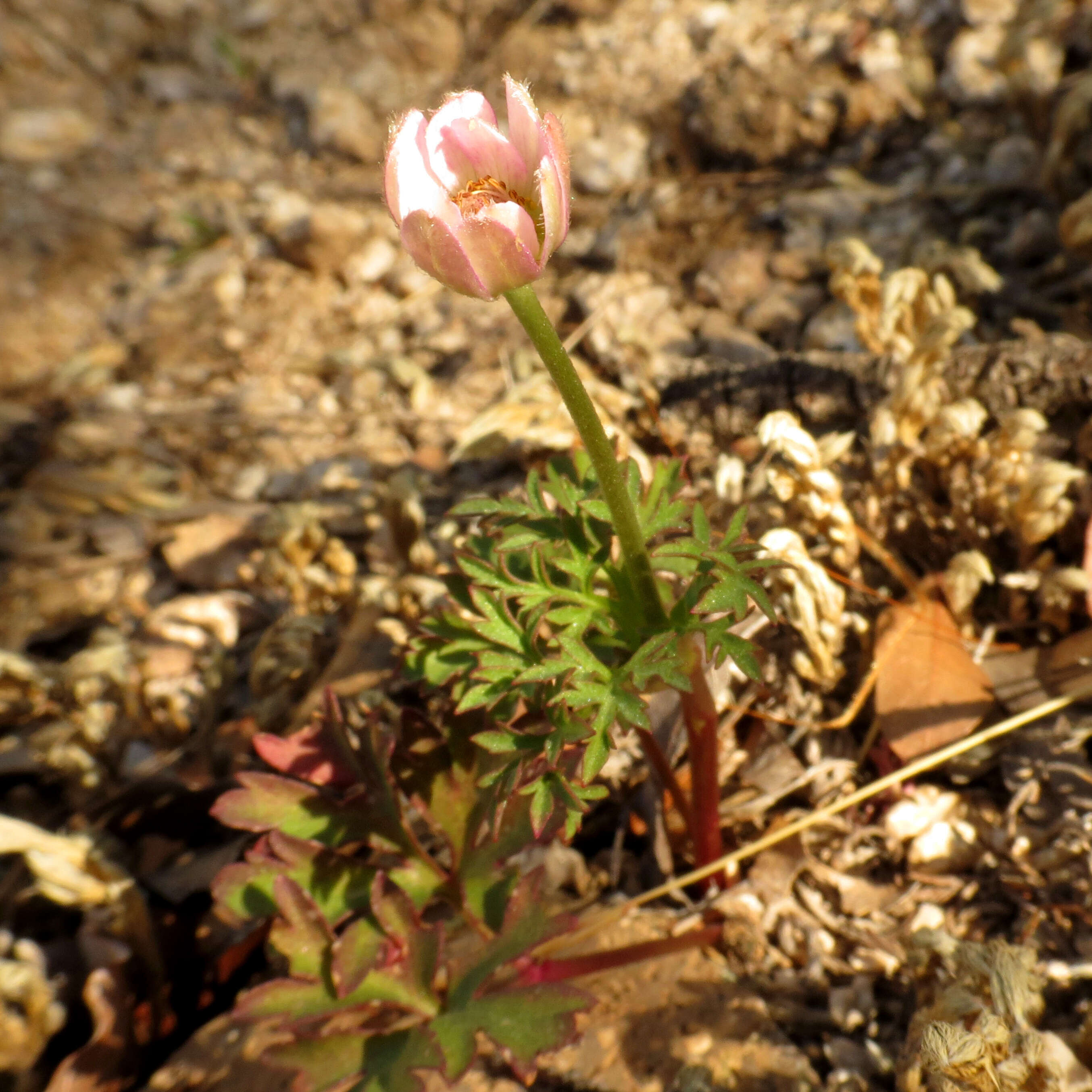 Image of tuber anemone