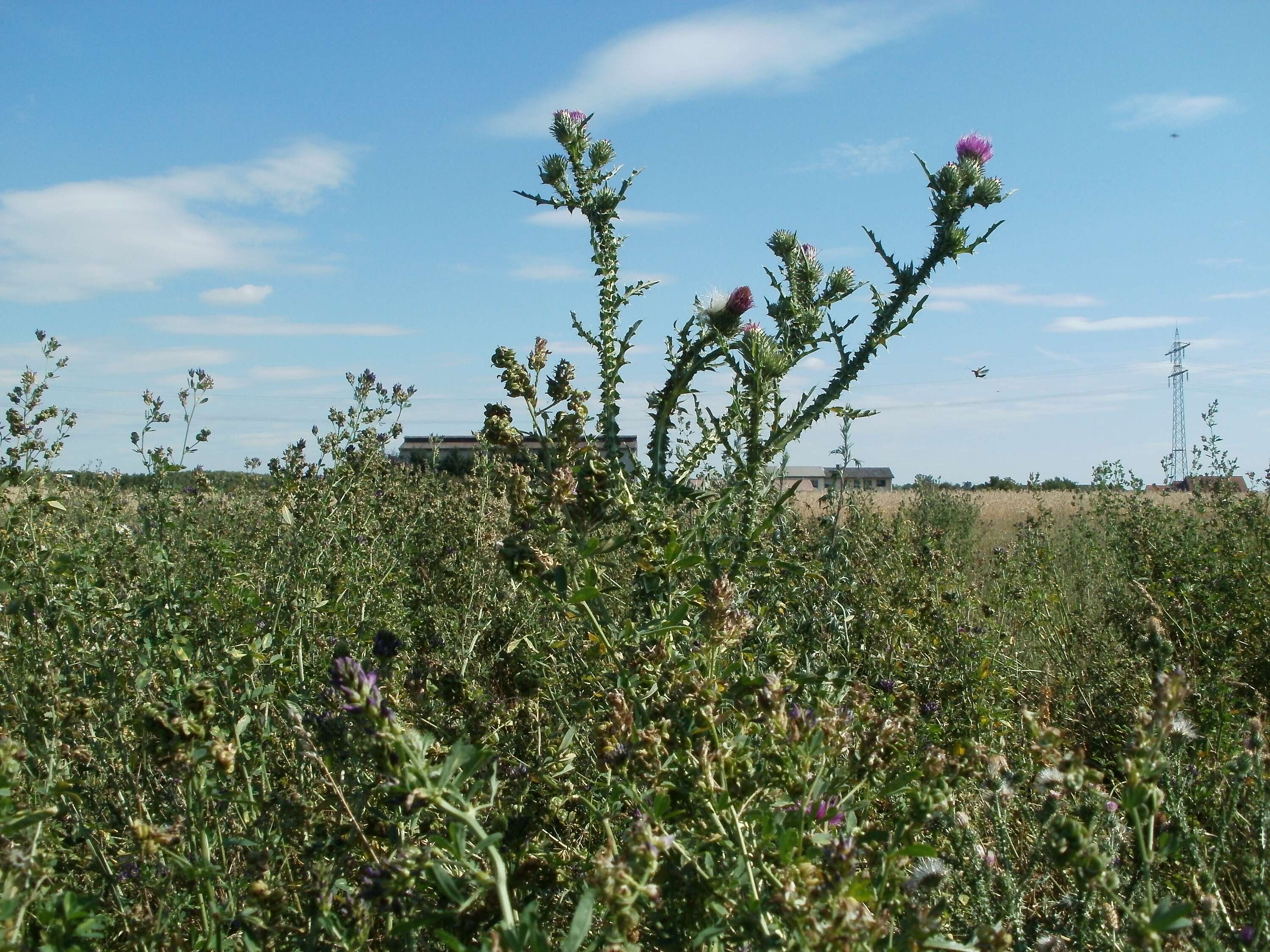 Слика од Carduus acanthoides L.