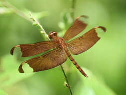 Image of Black Stream Glider