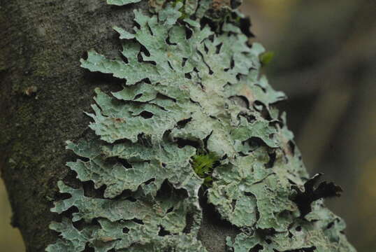 Image of Hammered shield lichen