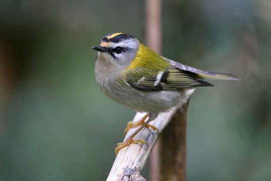 Image of Common Firecrest